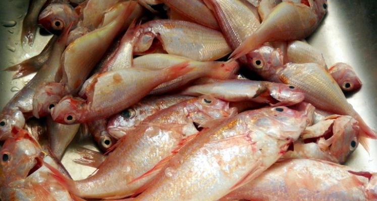 煮魚湯推薦魚種