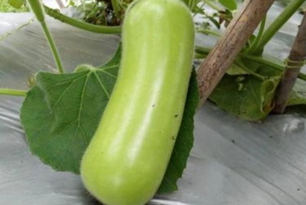 蒲瓜不能和什麼一起吃