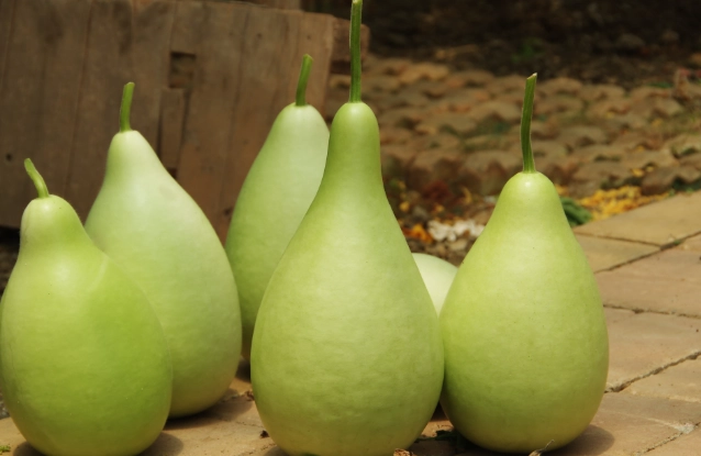 蒲瓜吃太多會怎樣