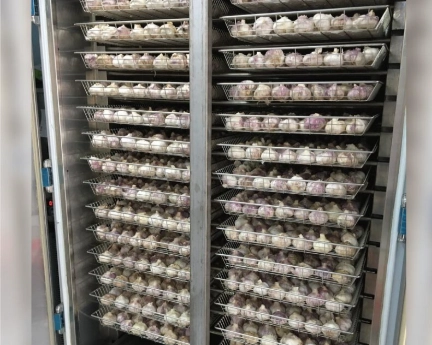 自製黑蒜頭 自製黑蒜頭