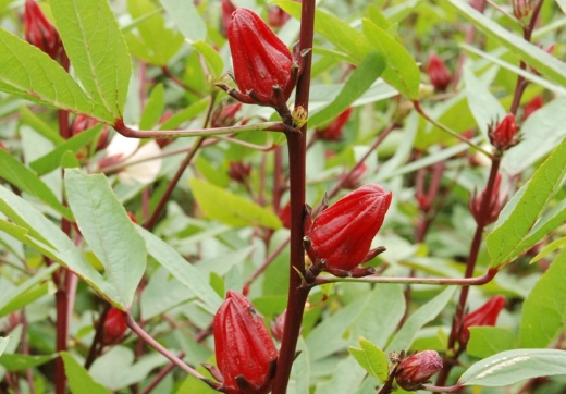 洛神花茶煮法 洛神花茶煮法