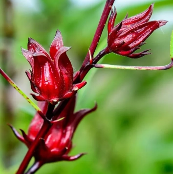 新鮮洛神花煮法 新鮮洛神花煮法