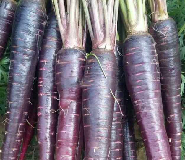 紫色胡蘿蔔料理