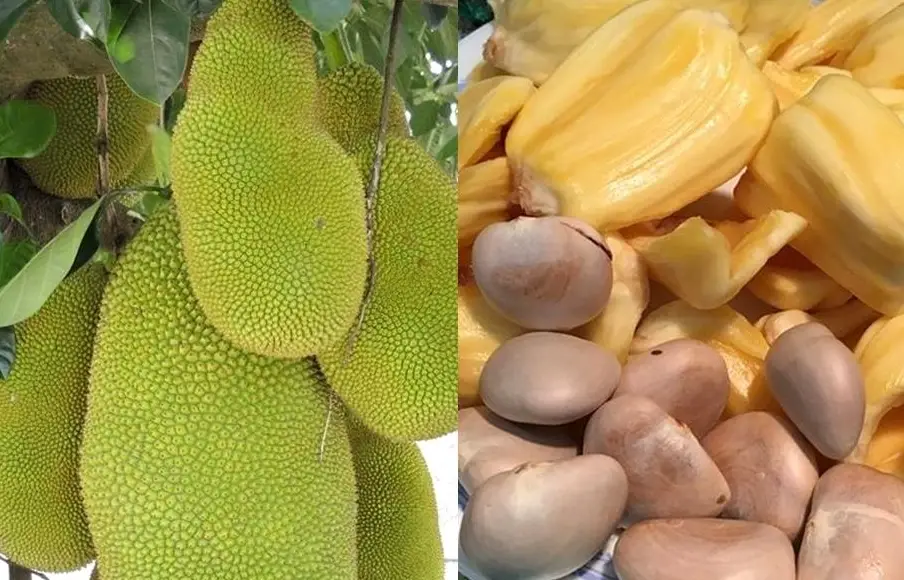 波羅蜜籽怎麼吃