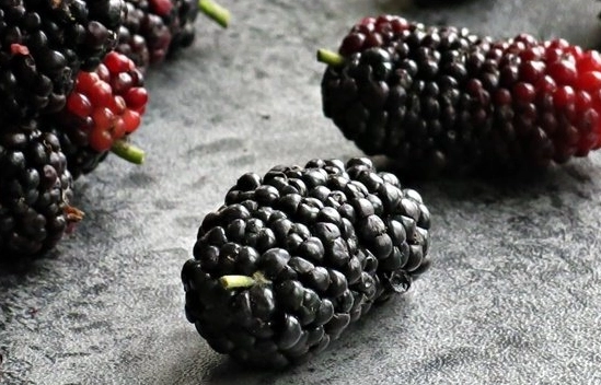 桑椹怎麼煮營養不流失 桑椹怎麼煮營養不流失