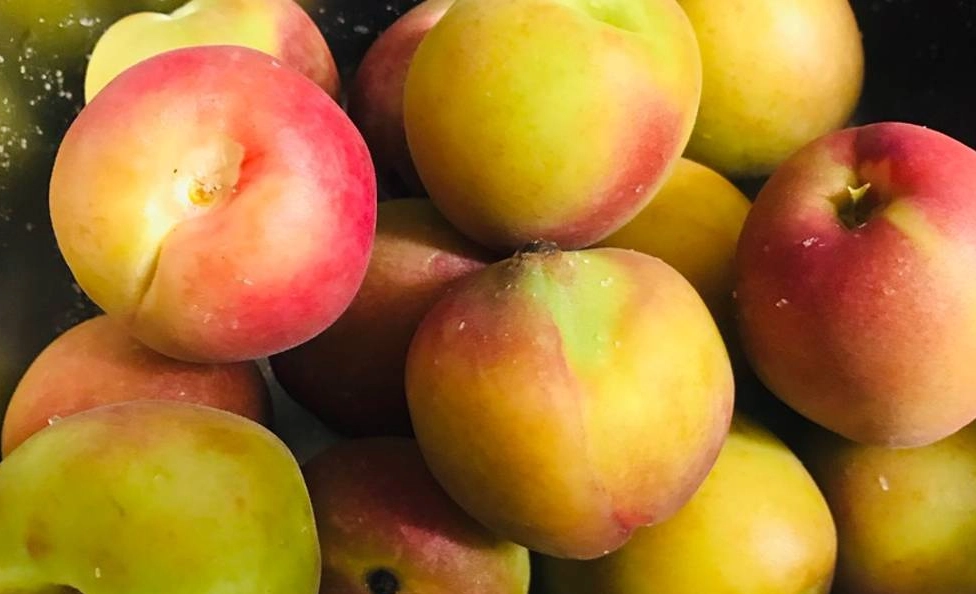 古早味醃桃子 古早味醃桃子