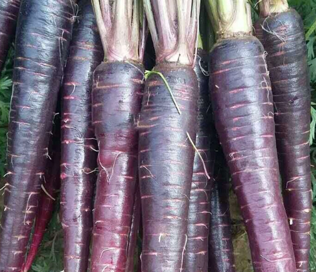 紫蘿蔔營養