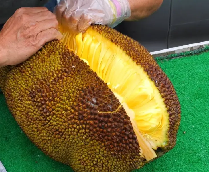 波羅蜜 榴槤 差異