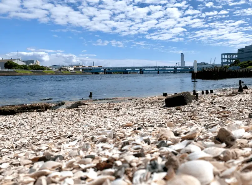 川貝百合海底椰湯
