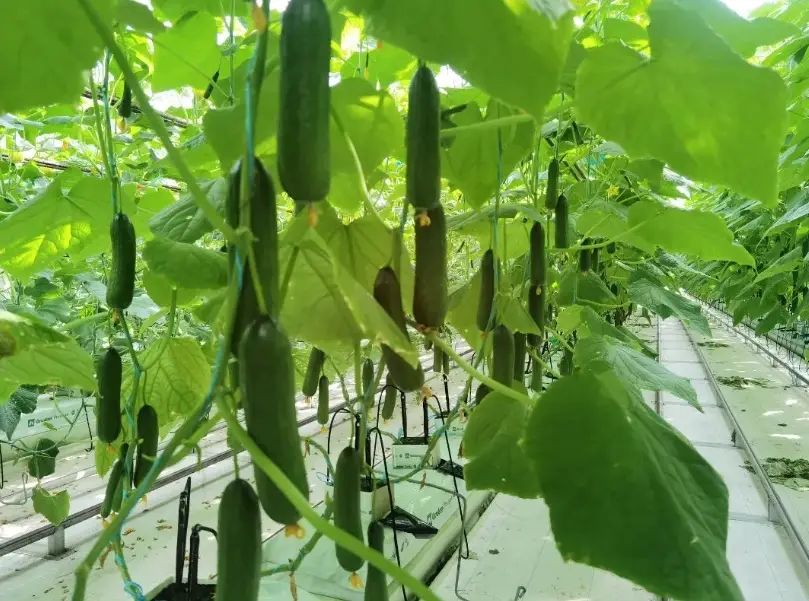 小黃瓜汽水 哪裡買 小黃瓜汽水 哪裡買
