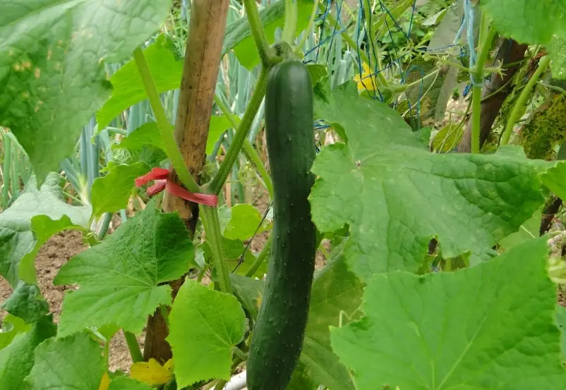 小黃瓜減肥食譜