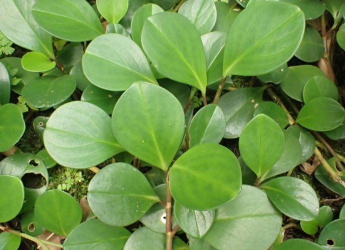 椒草