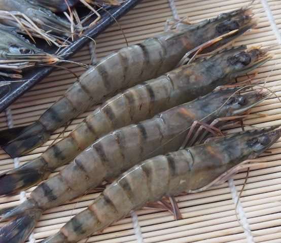 草蝦選購