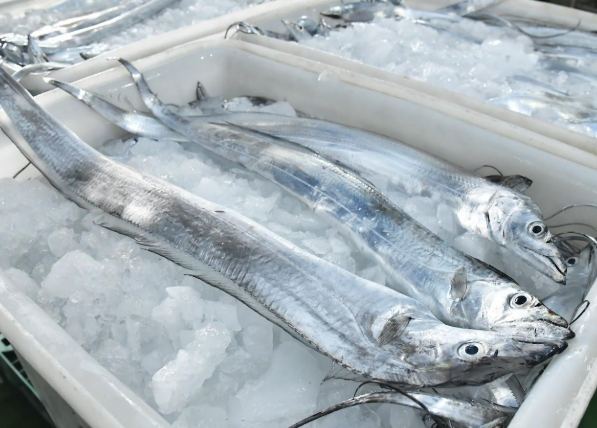 白帶魚料理 白帶魚料理