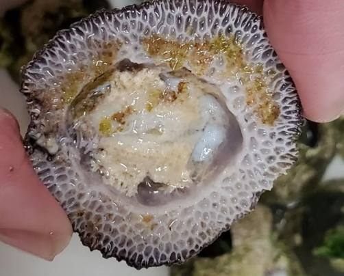 藤壺食用安全 藤壺食用安全