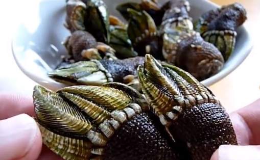 藤壺不可食部分 藤壺不可食部分