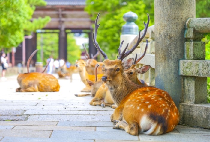 大阪旅遊行程安排 大阪旅遊行程安排