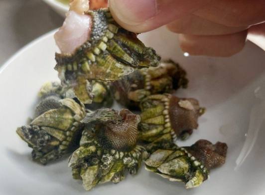 藤壺食用安全 藤壺食用安全