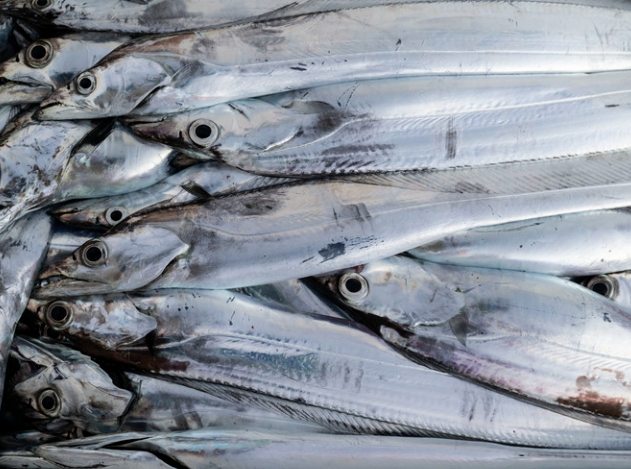 白帶魚料理 白帶魚料理