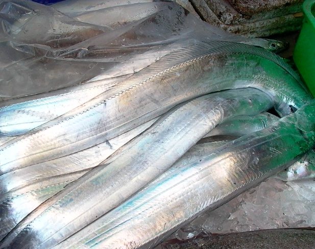 白帶魚營養 白帶魚營養