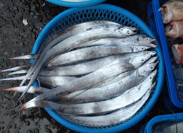 白帶魚營養 白帶魚營養