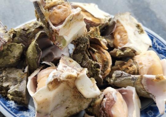 藤壺食用安全 藤壺食用安全