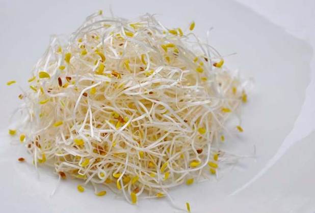 苜蓿芽營養 苜蓿芽營養