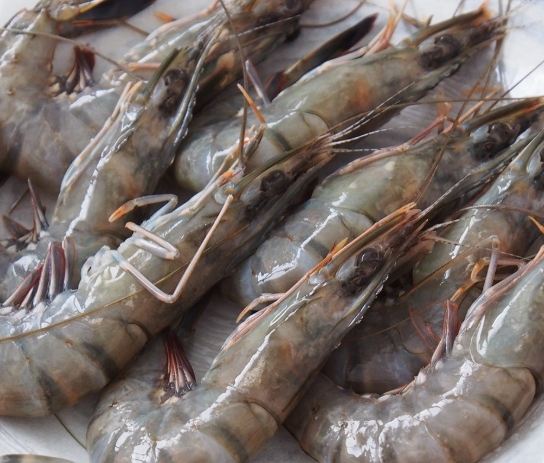 草蝦選購