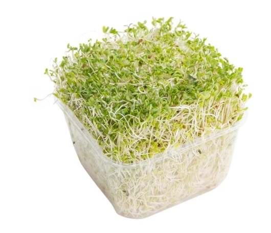 苜蓿芽營養 苜蓿芽營養