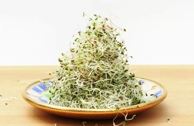 苜蓿芽栽培指南