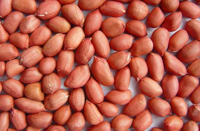 花生營養中醫觀點
