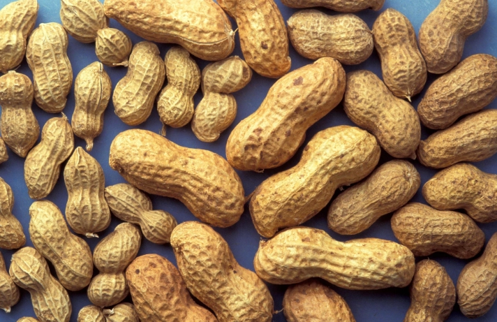 花生營養中醫觀點