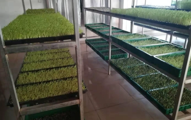 苜蓿芽種植方法