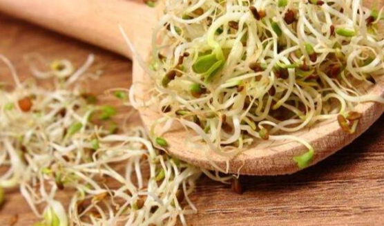 苜蓿芽食用注意事項