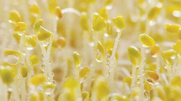 苜蓿芽食用注意事項