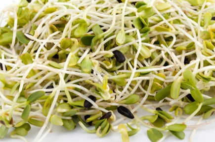 苜蓿芽種植方法