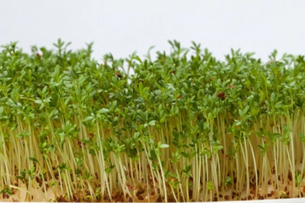 苜蓿芽種植方法