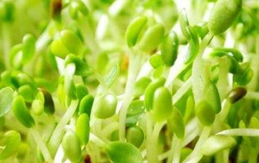 苜蓿芽健康風險