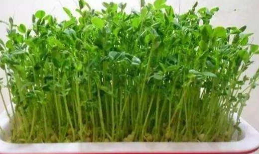 苜蓿芽種子怎麼種