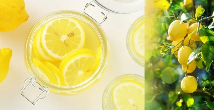 自製檸檬醋 自製檸檬醋