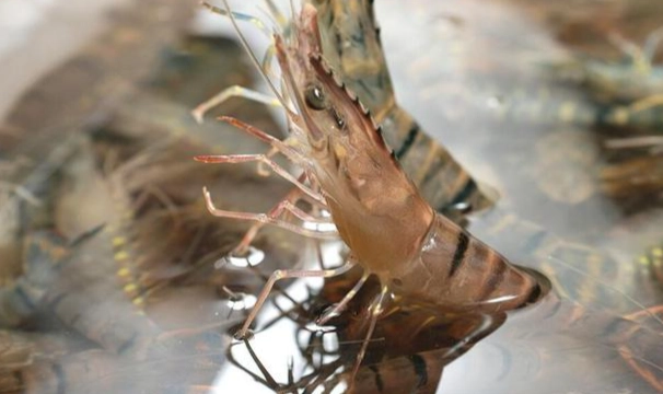 草蝦 淡水 海水 草蝦 淡水 海水