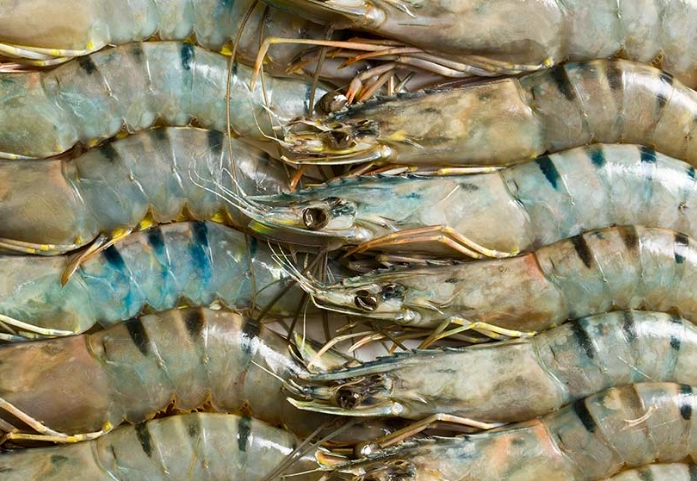 草蝦 淡水 海水 草蝦 淡水 海水