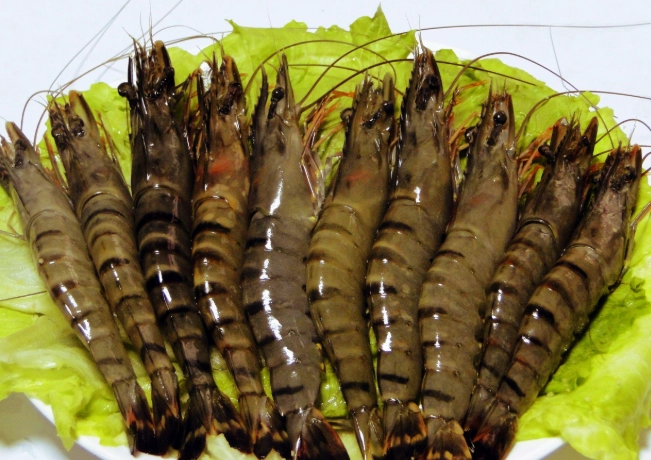 草蝦 養殖 草蝦 養殖