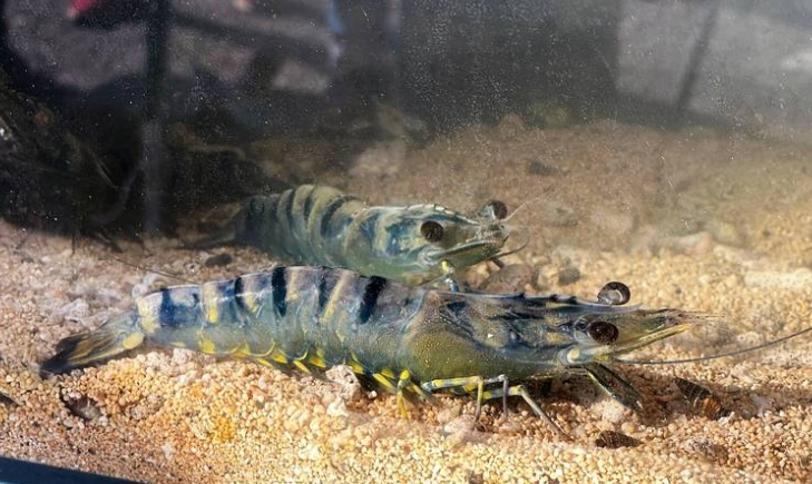 草蝦 淡水 海水 草蝦 淡水 海水