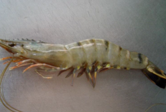 草蝦 種類 草蝦 種類