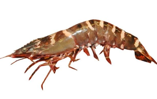 草蝦 養殖 草蝦 養殖