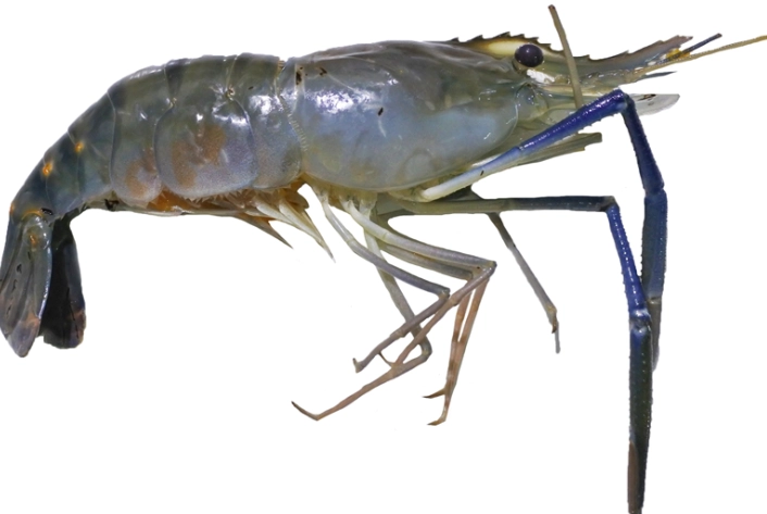 草蝦 種類 草蝦 種類