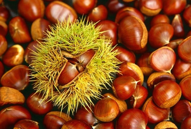 栗子一天吃幾顆