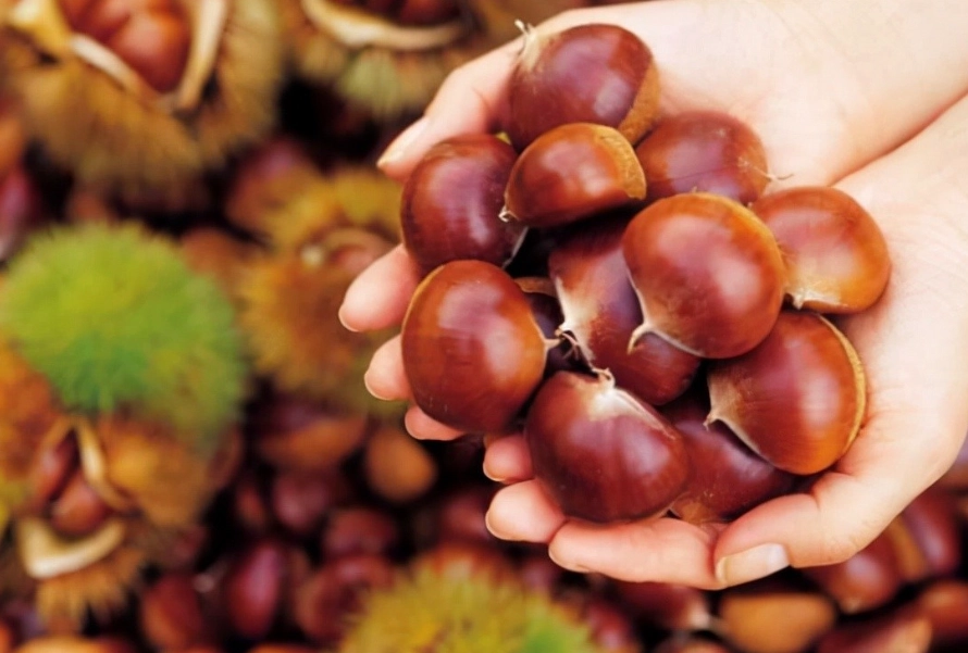 栗子的好處和壞處
