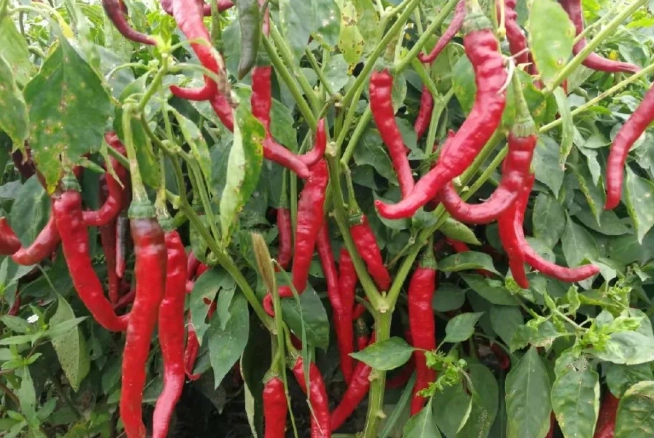 青陽辣椒辣度比較